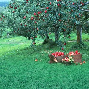 Fondali per fotografia per bambini Frutta Giardino Raccolto Tema Prati verdi Meli Bambini Studio fotografico all'aperto Sfondo