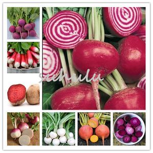 100 PC Rote Bete Samen Beets Rury Königin Erbschaft Bio Delicious gesunde Gemüsesamen Nicht GVO Dunkelrot Süße Beet Garten Dekoration
