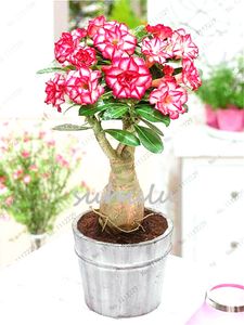 100 True Różowa Desert Rose Nasiona roślin ozdobnych Balkon Bonsai Doniczkowe Kwiaty Nasiona Adenium Obiesum Nasiona na ogród rośliny szt torba