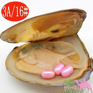 Natürliche Süßwasserperlen-Austern, 6–8 mm, 3 Stück, Nr. 16 blassrosa Perlen in dreieckigen Austern in Vakuumverpackung