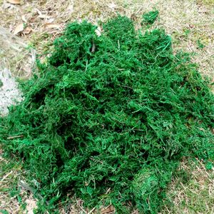 Naturlig 50g-100g väska Torka Real Green Moss Dekorativa Växter Vase Artificial Turf Silk Flower Tillbehör För Blomkspottdekoration