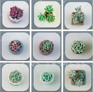100 pcs Rare Crystal Clear Beauty Succulents Seeds Easy To Grow Potted Ornamental Plant for home garden Courtyard Free Shipping