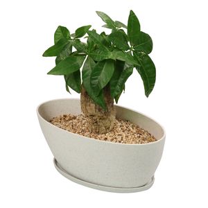 Muzhi Oval Oval Moderno Minimalista Suculento Bonsai Plantador Potes com Bandeja, Biodegradável Fibra De Bambu Potenciômetro Para Plantio Interior de Janela