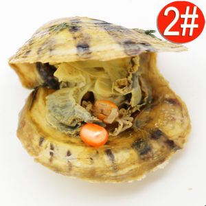 Nowa Japonia Akoya Pearl Oster Oval 6-8 mm słodkowodna rasa Naturalna rasa świeżo ostrygi hurtownia farmy Pearl Farm
