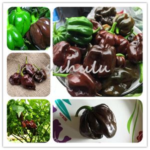 Wholesale vegetable seeds gmo resale online - Promotion Chocolate Scotch Bonnet Hot Giant Pepper Seeds Spices Spicy Chili Organic Vegetables No Gmo For Garden Plant