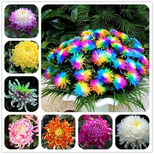 Wholesale Hot Sale! 100 pcs rainbow chrysanthemum seeds bonsai flower seeds potted plant perennial flowers for home garden Purify The Air