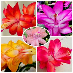 Wholesale seeds easy for sale - Group buy 100pcs Bag Schlumbergera Seeds Christmas Cactus Plant Seeds Multiple Color Bonsai Plant For Home And Garden Easy To Plant
