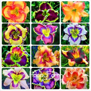 Mixed Daylily Seeds Indoor Bonsai Rare Colou Hybrid Lily Seed Beautiful Lilium (Not Lily Bulbs)New Day Lily Edible Plant 100 Pcs