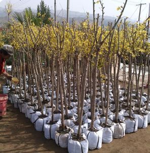 Non-woven tygväska Vackra planteringskrukor för miljöskyddsplantor Bags ersätter blomkruka näringsrika knutkrukor