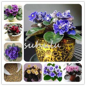 100 stks / tas Afrikaanse violet zaden gemengde kleuren Mooie bloem zaad Saintpaulia ionantha tuin bonsai plant pot eeuwige kruidenzaden