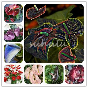 Sale ! 50 Pcs/bag Mixed Anthurium Seeds Potted Flower Perennial Flowering Constantly Balcony Potted Plant DIY Home Garden