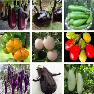 Suprimentos de jardim 100 pcs sementes orgânicas de berinjela sementes exóticas não-gmo vegetal para casa diy plantas de plantas em vasos importado
