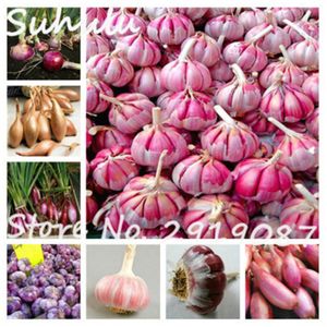 100 Pcs Garlic Seeds Organic Vegetables Seeds, Kitchen Seasoning Food Bonsai, Vegetable Plant has Cancer Fighting Properties