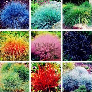 Doubleer 10pcs spirale herbe semences bonsa/ï plante Gramin/ées graines