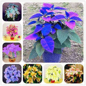 100 pcs Poinsettia Seeds, Euphorbia Pulcherrima,potted Plants, rare Flowering Plants seeds for home decoration Outdoor Flower Seeds