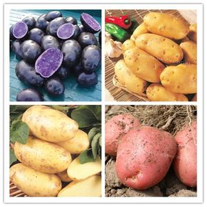 100 Pcs High Quality Delicious Potato Seed Rare Organic High-Nutrition Potatoes Fruit And Vegetable Home Jardin Planters For Happy Farm