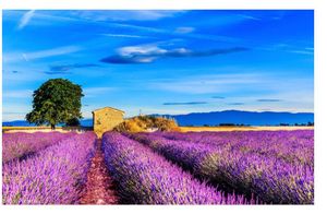 3d papel de parede mural decor photo backdrop original roxo lavanda bonita campo sob o céu azul arte mural para sala de estar grande pintura