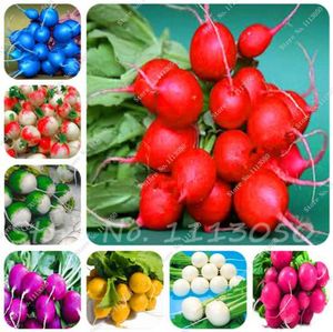 Wholesale vegetable seeds gmo for sale - Group buy 100 Sweet Rainbow Radish Seeds Vegetables Seed Non Gmo Vegetable Seeds Bonsai Seeds Garden Nutritious Fruits Planting