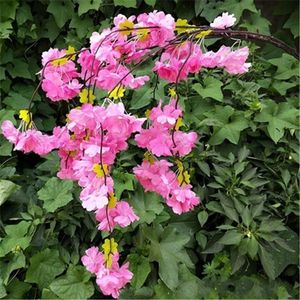begonia