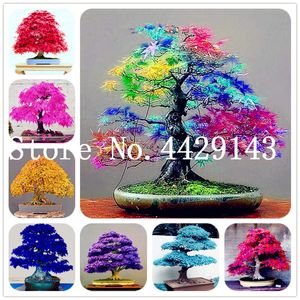 Wholesale very rare seeds resale online - 30 Japanese Maple plants Rare Rainbow Color Very Beautiful Japan Plants For Diy Home Garden Bonsai Tree Gift flower seeds Shipping