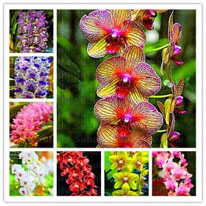 Big Promotion!200pcs Seeds Rare Cymbidium Orchid African Cymbidiums Plantas Phalaenopsis Bonsai Flower For Home Garden Decoration