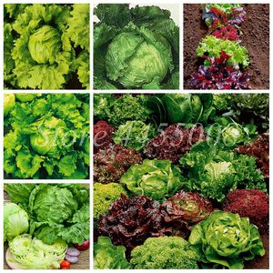 500 Pcs Bonsai Lettuce Seeds Good Taste Easy To Grow Great Salad Dhoice DIY Home Garden Plant Vegetables Rich Vitamins Chinese Leaves