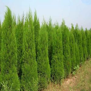 100 Fresh Evergreen Cypress Tree Bonsai Plant seeds Italian Plants Holly Outdoor Easy To Grow For Home Garden Plant Pinus Cedar Trees