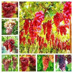 100 PCs sementes de jardim suprimentos de jardim rolhas de p￩rolas vermelhas ￡rvores frutas orquard orquard sweet uva fazenda