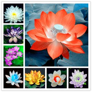 5 Pcs Seeds Aquatic Plants Flower Bowl Lotus Water Lilies Lotus plant 100% Genuine Rainbow plant Hydroponic Plants Flower Bonsai