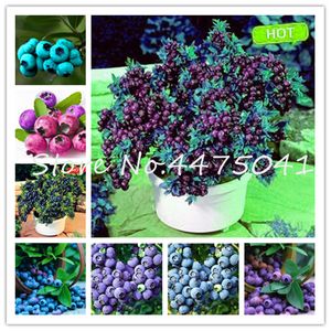 500 Pcs Blueberry Bonsai plant seeds Sweet Indoor Fruit Tree Highbush Blueberries Diy Countyard Bonsai Plants For Home and Garden Easy Grow