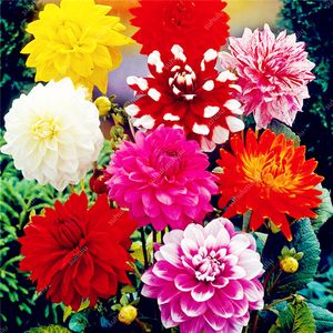100 pcs Dahlia seeds Natural Growth Variety of Colors Garden Supplies Fast Growing Beautifying And Air Purification The Germination Rate 98% Planting Season