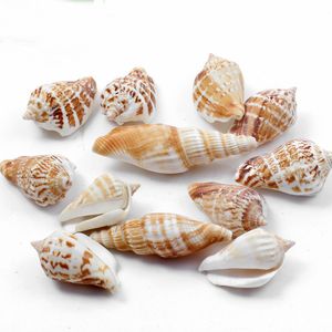 Conch shells starfish coral reefs small yellow rice snail shell seascape natural micro landscape ornaments