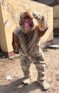 De alta qualidade Real Pictures Deluxe Macaco Narigudo mascote traje animal da pele da mascote Dos Desenhos Animados Personagem Traje Adulto Tamanho frete grátis