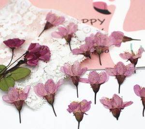 120 Stück gepresste getrocknete Kirsch-Sakura-Blumenpflanzen, Herbarbelege für Harz, Schmuckherstellung, Postkartenrahmen, Handyhülle, Basteln, DIY