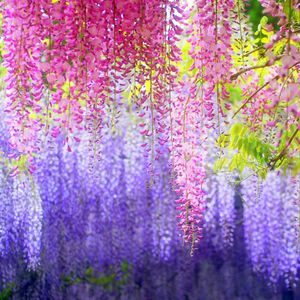 12pcs/lot 110cm Artificial Flower String Hanging Plant Silk Wisteria Fake Wedding wall Home Garden valentine's day Decoration C18112601