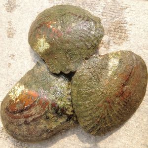 Big Wild Freshwater Oyster Monster år st Slumpmässig Färg Shape Pearls Mussel Farm Supply Vakuum Förpackning BP001
