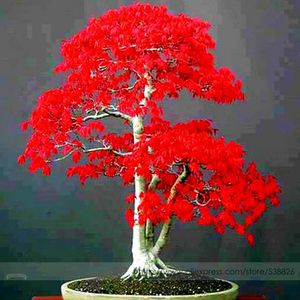 Potplantzaden stuks Amerikaanse bloed rode esdoorn boom zaden bonsai home tuin RS74