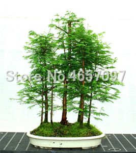 100 Dawn Redwood seeds Forest Bonsai Metasequoia glyptostroboides Grow Your Own Bonsai Tree for home garden Ornamental Bonsai
