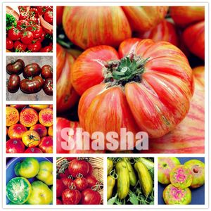500 Sweet Tomato Bonsai seeds Non Gmo Heirloom Fruit Vegetable Natural Growth Balcony Yard Bonsai Plant Can Edible Anti Aging