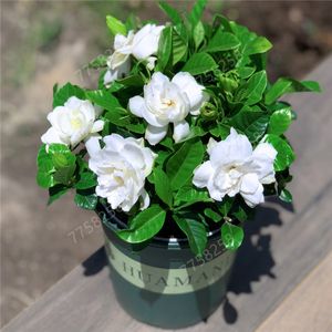 Time Limit Gardenia Bonsai seeds Cape Jasmine DIY Home Garden Potted Bonsai amazing smell beautiful flowers for room plant