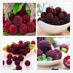 10 Arbutus seeds Unedo Strawberry plant Tree Delicious Chinese Fruit bonsais For Healthy And Home Garden Easy Grow