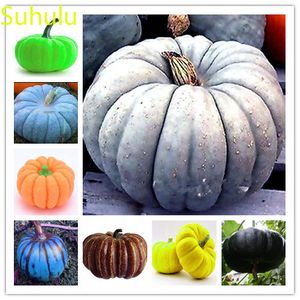 New Variety The Budding Rate pumpkin Seeds Garden Indoor Flowers Balcony Courtyard Purifying Air Bonsai Plant