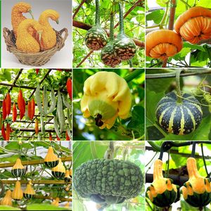 Garden Supplies True Giant pumpkin seeds big Squash ornamental gourds seed bonsai organic fruit vegetable seeds for home