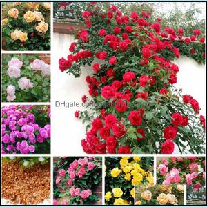 Other Garden Supplies Patio Lawn Home Climbing Mixed Roses Seeds Chinese Flower Perennial Bonsai Plant Light Up Your Personal Drop