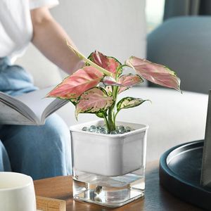 Planterare krukor hushåll blomma kruka transparent automatisk vattning enhet hemkontor plast vatten absorption bonsai vit svart t3