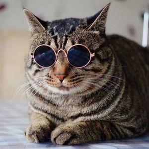 gatos e cães engraçados venda por atacado-Adorável gato óculos cão animais de estimação brinquedo óculos de sol Accessoires redondo personalidade engraçado headwear