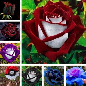 Tuinbenodigdheden zwarte roos zaden met rode rand zeldzame kleur populaire tuin bloem zaad meerjarige struik of bonsai bloem voor huis Garde zc142