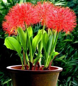 ingrosso bulbi di semi-Bulbi di Lycoris rossi al di germinazione non è un seme di fiore PC Bei bonsai della pianta del fiore