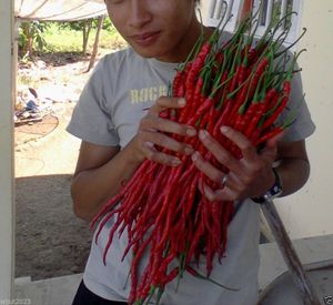 野菜の種子インドネシアの熱い唐辛子の種子モンスターサイズ28-33 cm！非常にまれな庭の装飾20pcs D47
