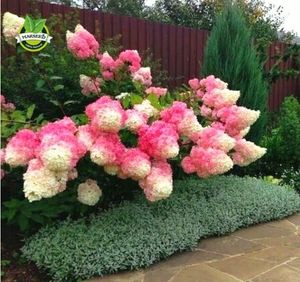 Wholesale strawberry seeds bonsai for sale - Group buy wholesale50 Vanilla Strawberry hydrangea Flower Seeds for planting in pot or ground easy plant bonsai